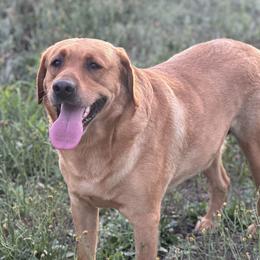 Blaze - Labrador Retriever