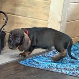 Fritz - Wild boar male Dachshund puppy in Superior, Montana from Never Land Dachshunds of Montana