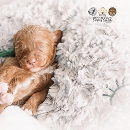 Bernedoodle and Goldendoodle Puppies from Hommel’s Mini Darling Doodles