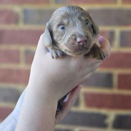 Luke- AKC - Fawn (isabella) and tan male Dachshund puppy in Loganville, Georgia from Royal Dackel Haus