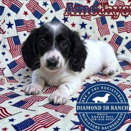 AMETHYST - Piebald female Dachshund puppy in Columbia, Louisiana from Diamond 5R Ranch AKC & CKC Miniature Dachshunds