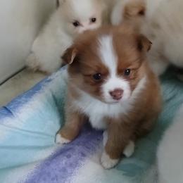 Pomeranian Puppies from Lubasha White