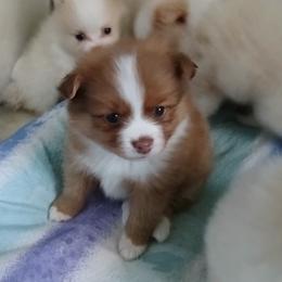 Pomeranian Puppies from Lubasha White