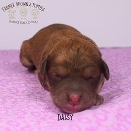 Daisy - Sable female Schnoodle puppy in Sedalia, Missouri from Farmer Brown's Puppies
