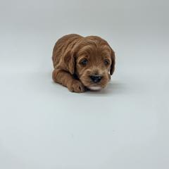 Goldendoodle Puppies from Posh Paws Puppies
