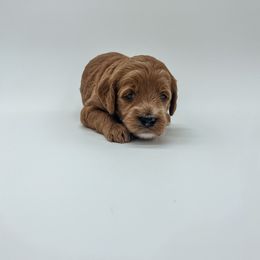 Goldendoodle Puppies from Posh Paws Puppies