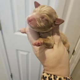 Mikey - Red and white male Cockapoo puppy in Galena, Illinois from Perry's doodles