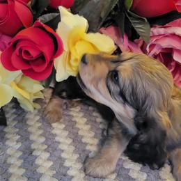 Dachshund Puppies from CLARK'S BREEDING PROGRAM