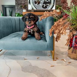 P I N K- teddy bear - Tri-color female Yorkipoo puppy in Pleasant View, Utah from Anchor Dogs