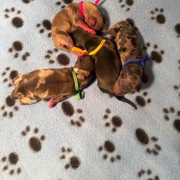 Yellow Collar Female - Cream female Dachshund puppy in Madison, Michigan from Jensen Dobermans and Dachshunds