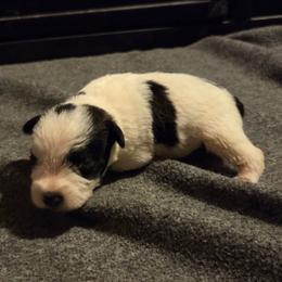 Marshall - Parti male Miniature Schnauzer puppy in Elgin, Iowa from Firefly Stables