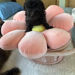 Girl 3 - Black female Poodle puppy in Canterbury, Connecticut from Diamonds in the Sky