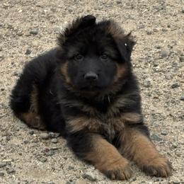 Black Collar long hair coat male - Black and red male German Shepherd puppy in Galt, California from At Redwood Runs