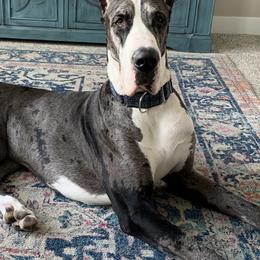 Great Danes from Altitude Great Danes