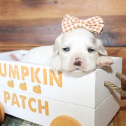 Sadie - Buff and white female Cocker Spaniel puppy in Rattan, Oklahoma from Double M Cocker Spaniels