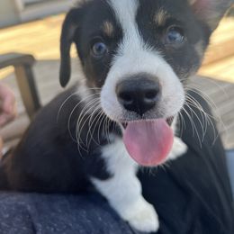 Pembroke Welsh Corgi Puppies from Db’s Pembroke Welsh Corgis