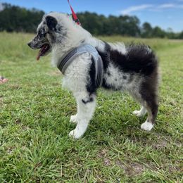 Miniature Australian Shepherd Puppies from Circle D Miniature Australian Shepherds