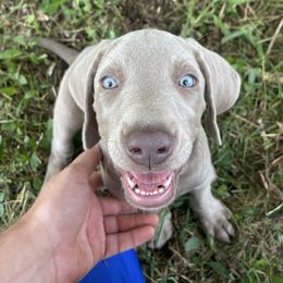Yellow collar - Gray female Weimaraner puppy in Granite Falls, North Carolina from Pups and Pastures- Weimaraners