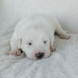 Purple - White female Great Pyrenees puppy in Yakima, Washington from Naches Heights Ranch
