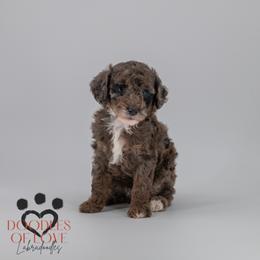 Beau - Merle male Labradoodle puppy in Travelers Rest, South Carolina from Doodles of Love Labradoodles