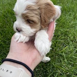 Cavapoo Puppies from Ellas.Pups