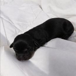 Willow - Black and tan female Dachshund puppy in Buckeye, Arizona from Duran Dachshunds