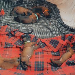 Belgian Malinois Puppies from Pyrex Kennels