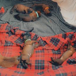 Belgian Malinois Puppies from Pyrex Kennels