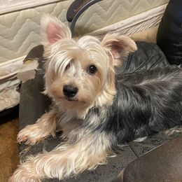 Marley - Yorkshire Terrier