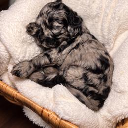 Patsy - Merle female Cockapoo puppy in Ellaville Ga, Georgia from Lakeside Cockapoos