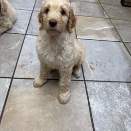 Isla - Cream female Goldendoodle puppy in Howard City, Michigan from Doodles and Chaos
