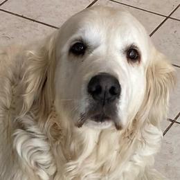 Molly - Light golden female Golden Retriever puppy in Lake Hughes, California from Golden Hills Retrievers