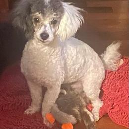 Poodle - Parti male Poodle puppy in Brandenburg, Kentucky from Paradise Poodles