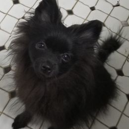 Pomeranians from Pompommom's Pomeranians