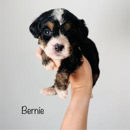 Bernie - Tri-color male Bernedoodle puppy in Auburn, Indiana from Martin’s Doodles