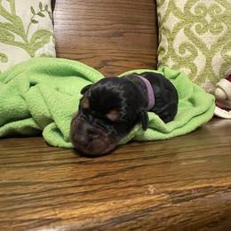 Bailey - Black and rust female Doberman Pinscher puppy in Boyd, Texas from Team Feem Breeders