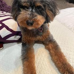 Aussiedoodle and Bernedoodle Puppies from Steindoodles