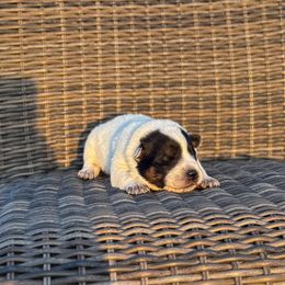 N-4 - Blue speckled male Australian Cattle Dog puppy in Spokane, Washington from 4D Cattle Dogs