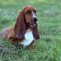 Clover - Mahogany and white female Basset Hound puppy in Springfield, Missouri from Baylee’s Bassets