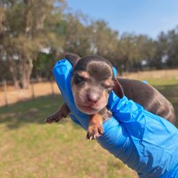 3450..Lilly - Dapple female Dachshund puppy in Winter Haven, Florida from Gateway 2 Little Paws