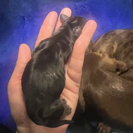 Dachshund Puppies from Royal T minature dachshund
