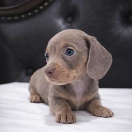 Isabella and Tan - Fawn (isabella) and tan female Dachshund puppy in Edinburg, Texas from M L Springers/ Texas Legacy Dachshunds