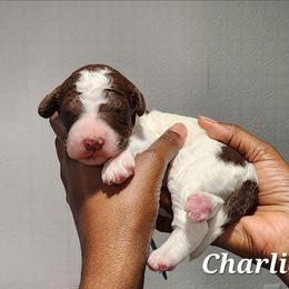 Charlie - Parti male Poodle puppy in Dover, Delaware from Dogtastic Poodles
