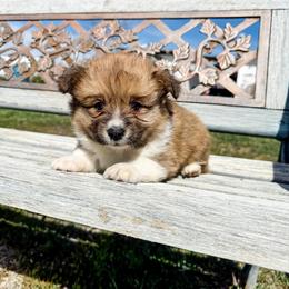 Dahlia - Sable female Pembroke Welsh Corgi puppy in Pahrump, Nevada from Desert Sunset Pembroke Welsh Corgis