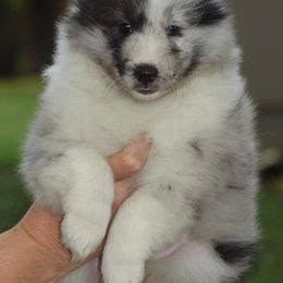 Shetland Sheepdog Puppies from Kim Watt's Shetland Sheepdogs