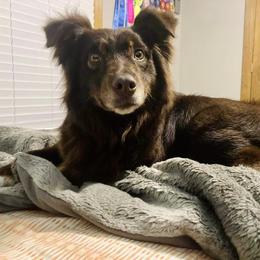 Bailey - Red tri-color female Australian Shepherd puppy in Richmond, Texas from Big Zen Aussies