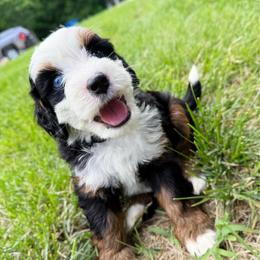 Kove - blue eye - Tri-color female Bernedoodle puppy in Wamego, Kansas from Doodles of Oz