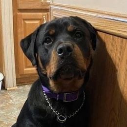 Calypso - Rottweiler