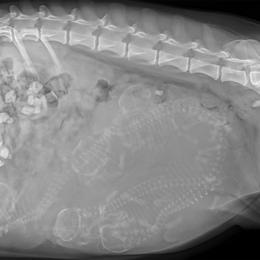 Border Collie and German Shepherd Puppies from Von Guadachi German Shepherds & Audacity Border Collies