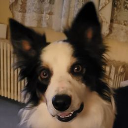 Talisman  - Border Collie